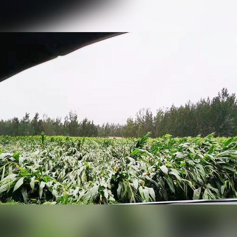 台风最新1小时消息今天,强风暴雨逼近,多地进入紧急防御状态 台风最新1小时消息今天,强风暴雨逼近,多地进入紧急防御状态