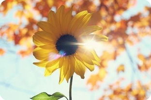 沈阳15天天气预报，春日变幻，冷暖交替中迎接花开